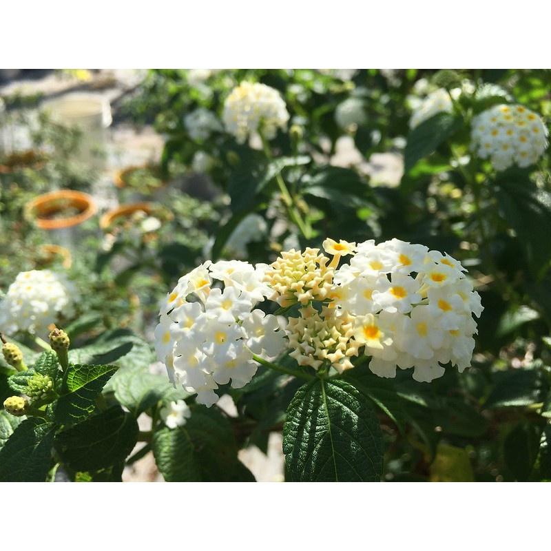 Chậu cây giống hoa ngũ sắc màu trắng rũ - Màu hiếm dành cho khách sưu tầm