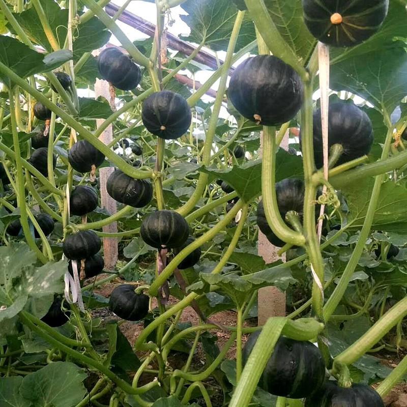 Combo 5 gói Hạt giống bí đỏ da xanh Nhật Bản