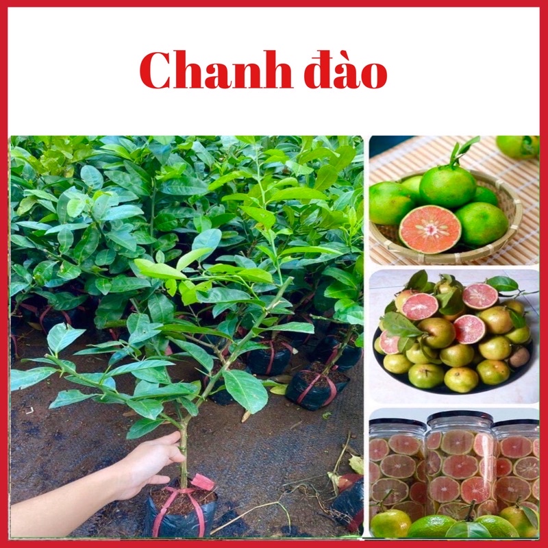 Cây Chanh Đào ( cây chiết ghép siêu sớm)