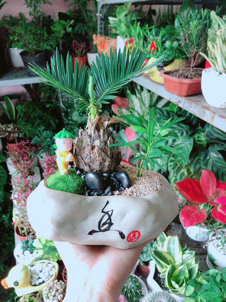 Chậu Cây Tiểu Cảnh