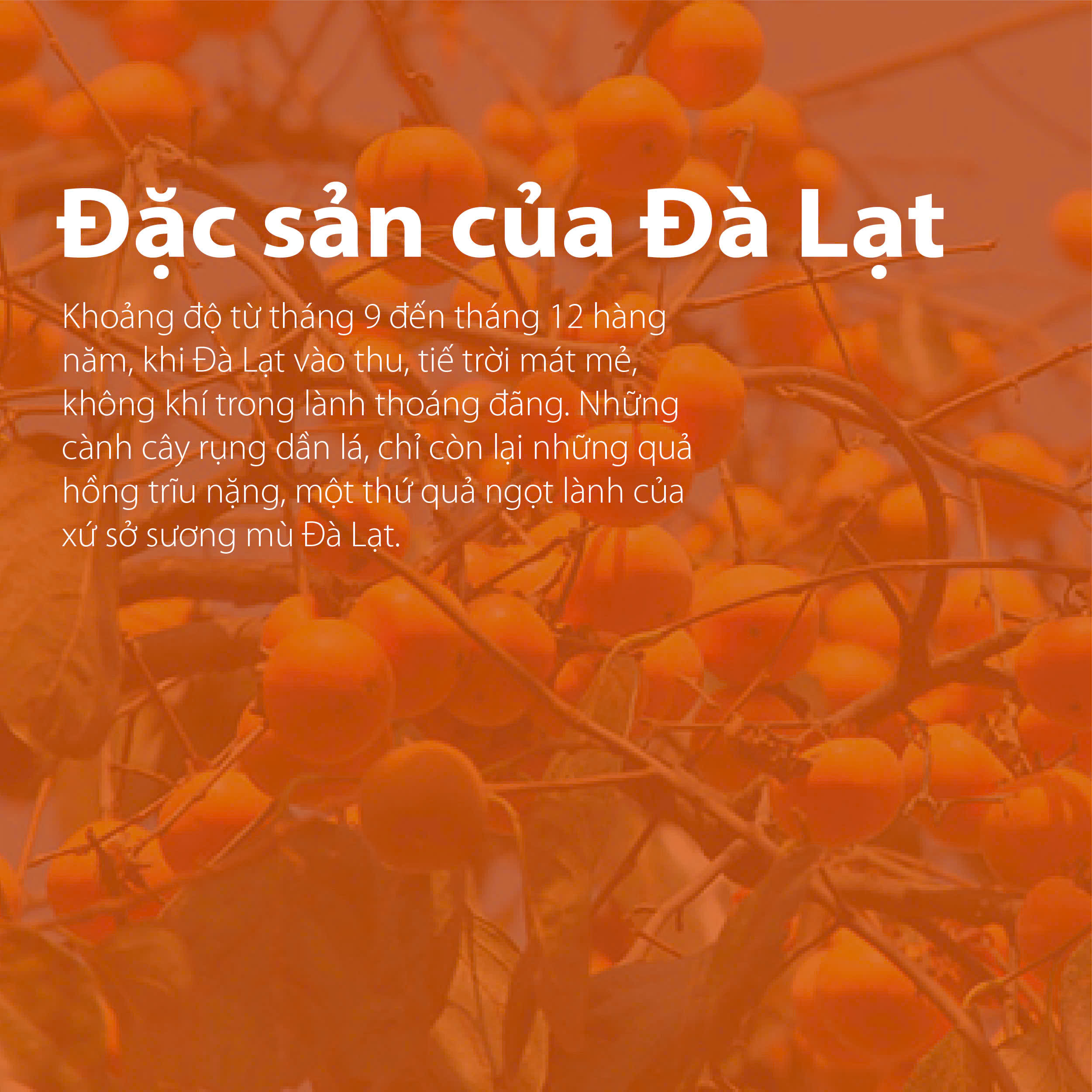 Hồng Chẻ Sấy Dẻo Đà Lạt Túi 500g - hồng dẻo thơm ngon, đậm đà hương vị truyền thống, đặc sản mùa thu Đà Lạt