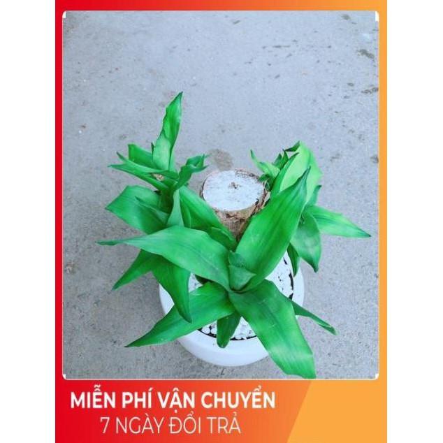 Chậu Cây Phát Tài