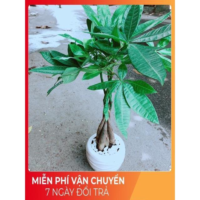Chậu Kim Ngân 5 Thân Thắt Bính