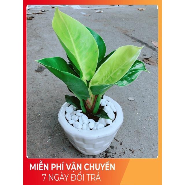 Chậu Cây Trầu Bà Đế Vương