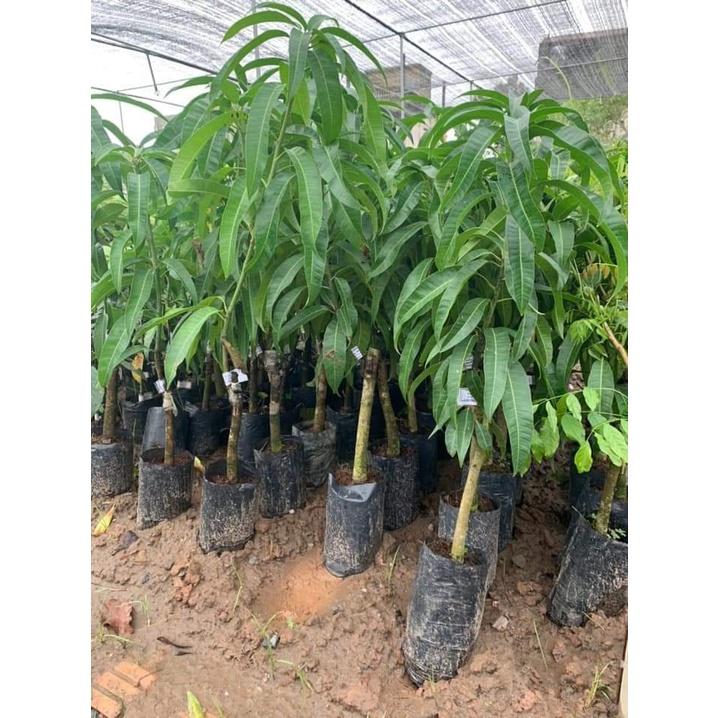 Cây giống Xoài Keo Campuchia