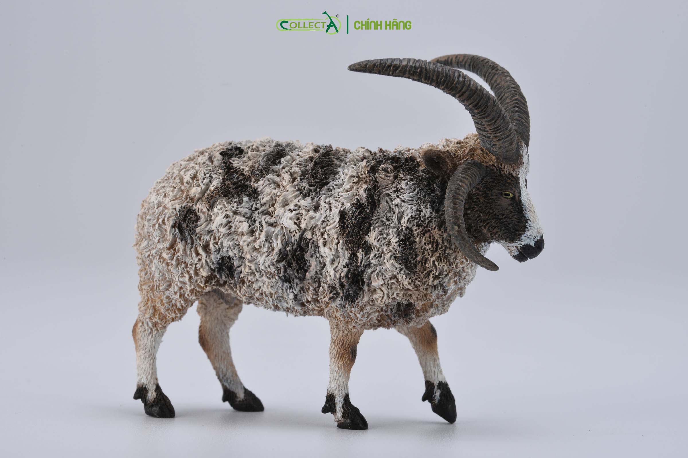 Mô hình thu nhỏ: Cừu Jacob bố - Jacob Sheep , hiệu: CollectA, mã HS 9650160[88728] - Chất liệu an toàn cho trẻ - Hàng chính hãng