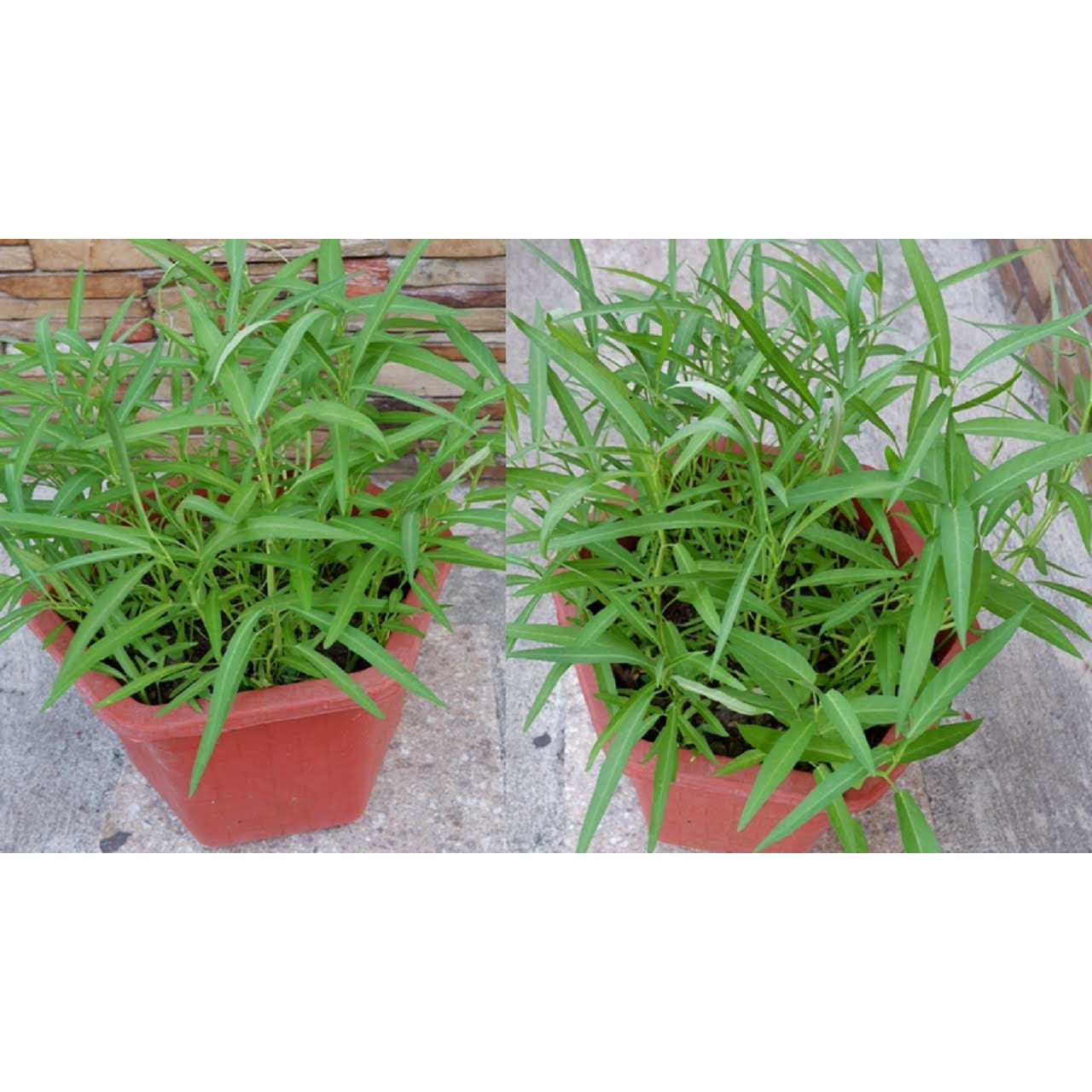 100 gam hạt giống cây rau muống
