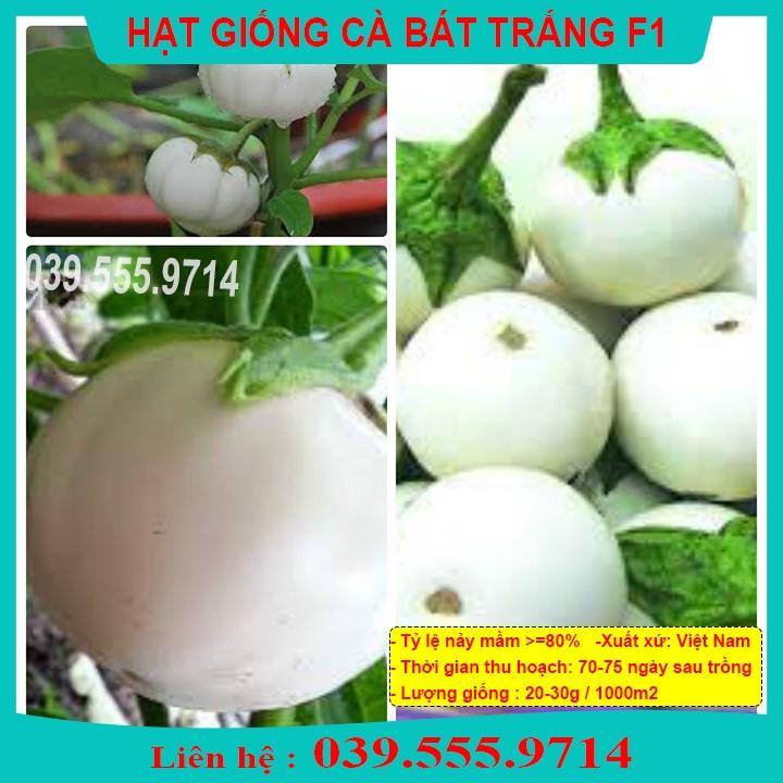 HẠT GIỐNG CÀ BÁT TRẮNG QUẢ TO TRÒN GIEO TRỒNG QUANH NĂM
