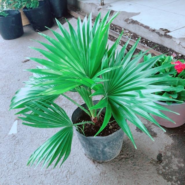 Cây Cọ Kiểng