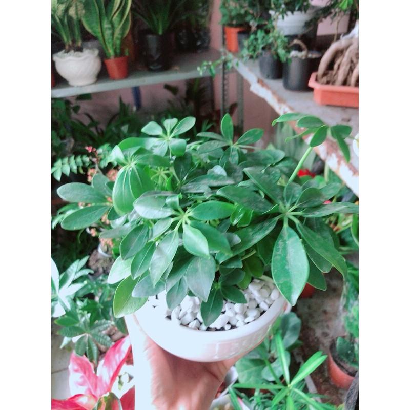 Chậu Ngũ Gia Bì Để Bàn