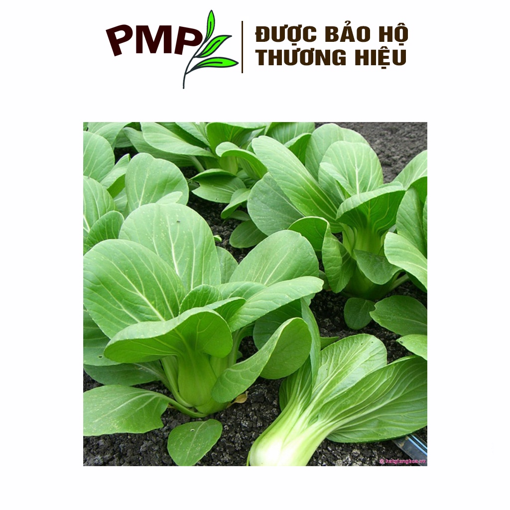 Hạt Giống Cải Thìa (Cải Chíp) PMP 5g