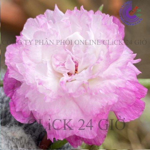 1 Ký Cành Giống Hoa Mười Giờ Thái Kép MÀU TRẮNG VIỀN TÍM MỚI Cành Tơ Siêu Khỏe Ra Rễ Sau 3 Ngày GIA DỤNG THÔNG MINH PKM