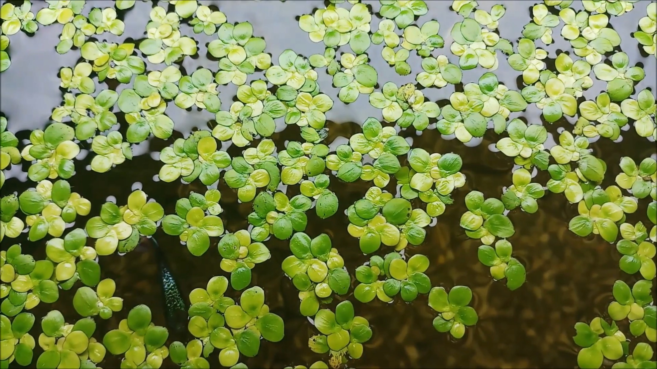 Bèo tía rễ đỏ 40 cây | Bèo thủy sinh