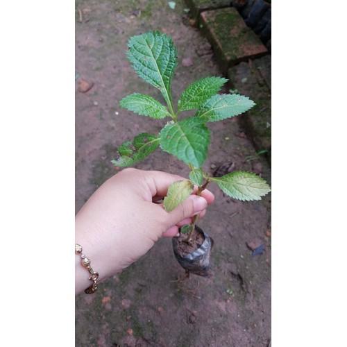 CHUẨN Combo 2 cây giống cỏ đuôi chuột
