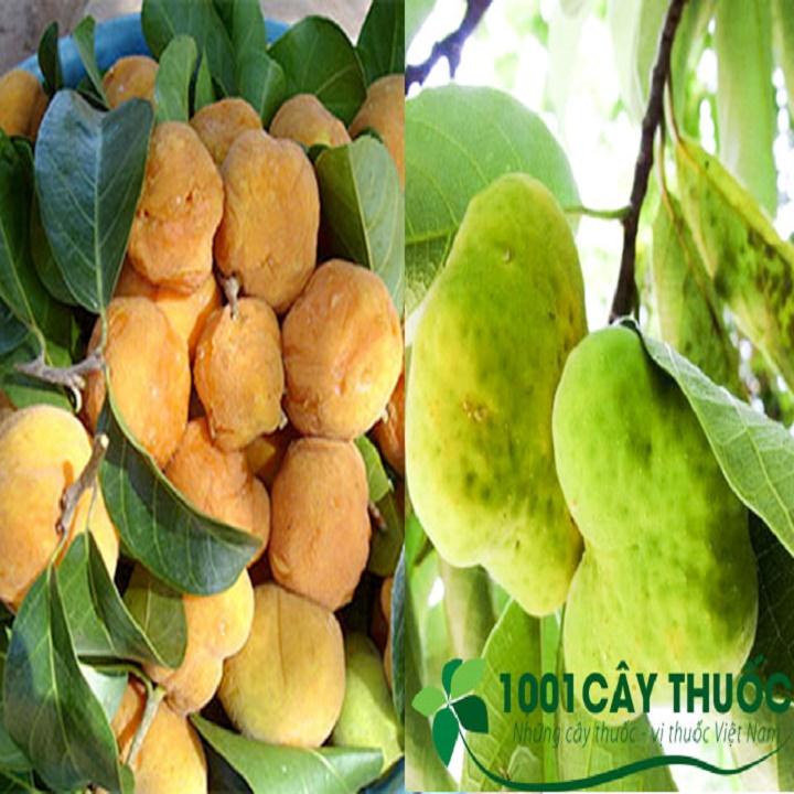 CÂY CHAY GIỐNG SIÊU QUẢ SIÊU NĂNG SUẤT- CAM KÊT GIỐNG CHUẨN F1 - CCGSQSNS