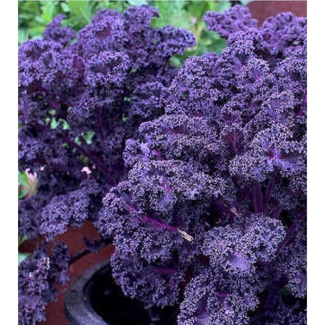 Hạt giống cải xoăn kale tím-gói 20 hạt/tặng kèm gói phân bón lót