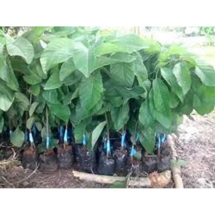 Cây giống na thái hàng cây giống chuẩn F1