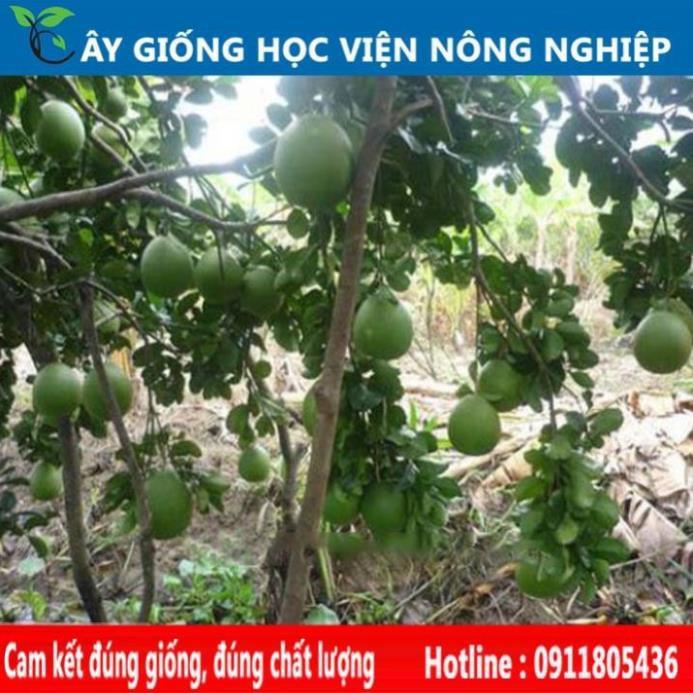 Sản phẩm Cây Ăn Trái bưởi tân lạc vỏ vàng ruột đỏ
