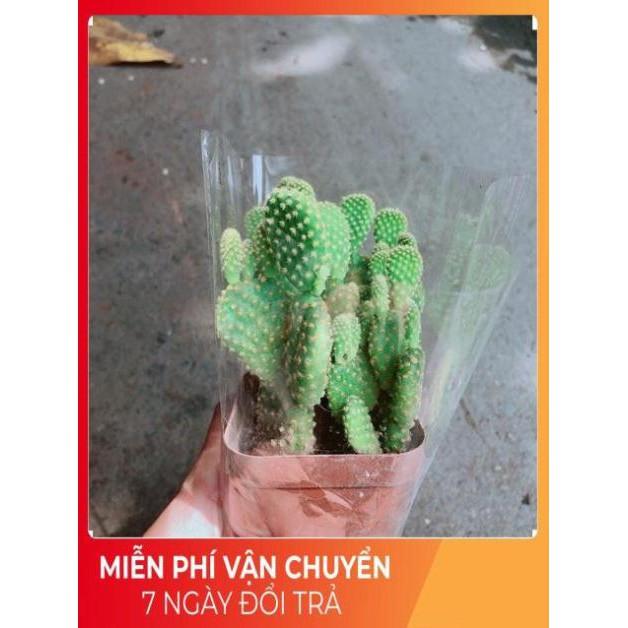 Xương Rồng Tai Thỏ