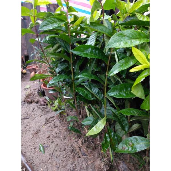 Cây Mẫu Đơn Ta 70cm