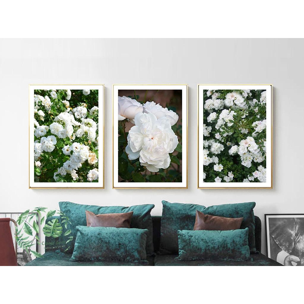 Bộ 3 tranh treo tường Hoa hồng trắng 50*70cm