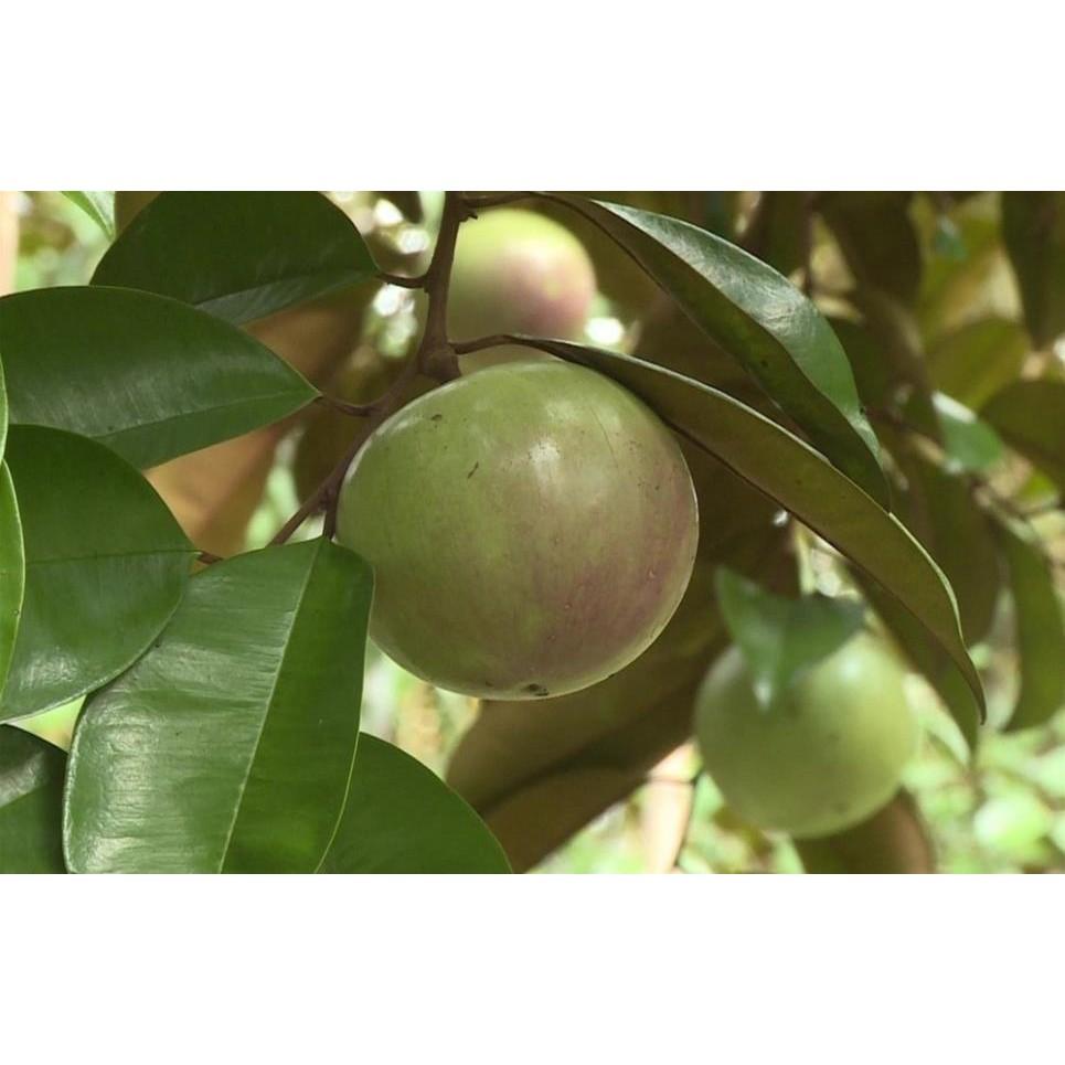 Cây Giống VŨ SỮA TRẮNG- GIỐNG F1- SIÊU QUẢ