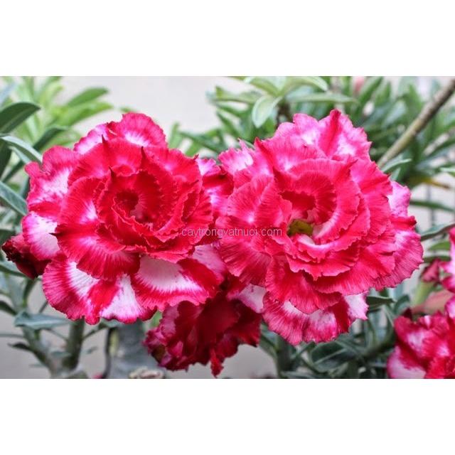 Cây sứ thái kép trưởng thành