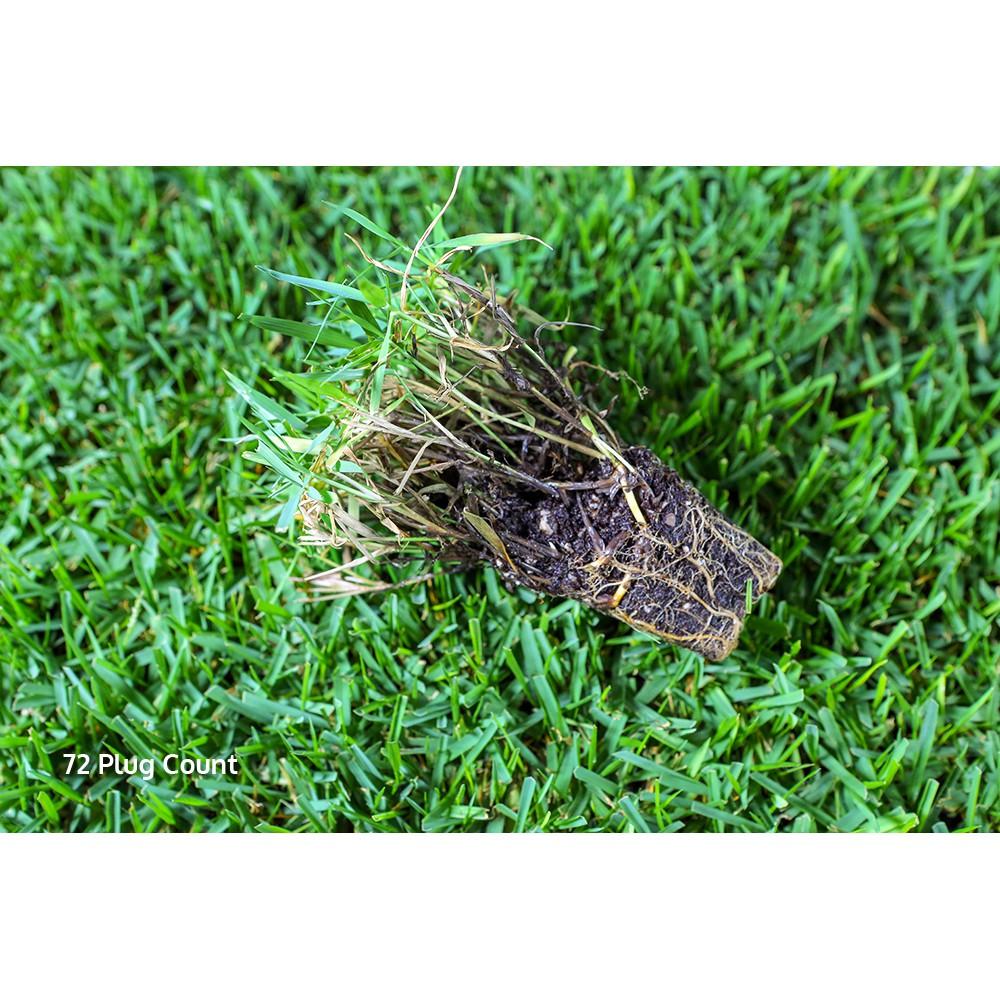 Hạt Giống Thảm Cỏ Bermuda gói 100g - Cỏ Sân Vườn - Cỏ Thảm - Cỏ Trồng Cảnh Quan