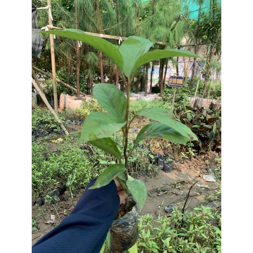 Cây giống na rừng đỏ