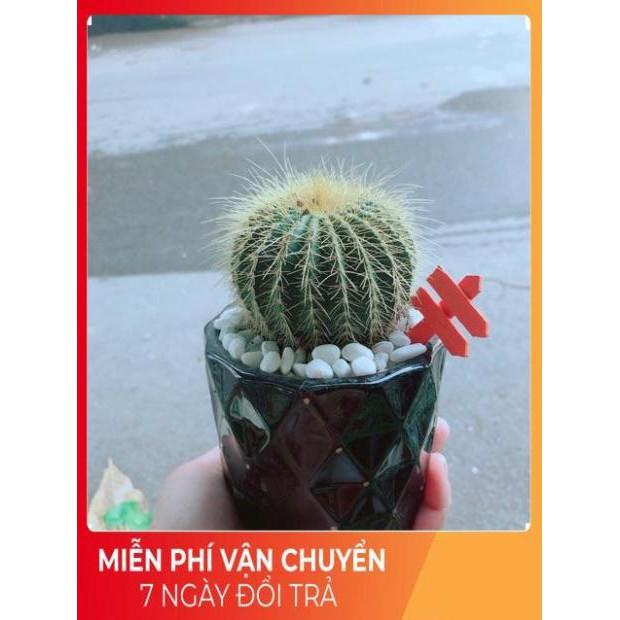 Chậu Xương Rồng Trạng Nguyên