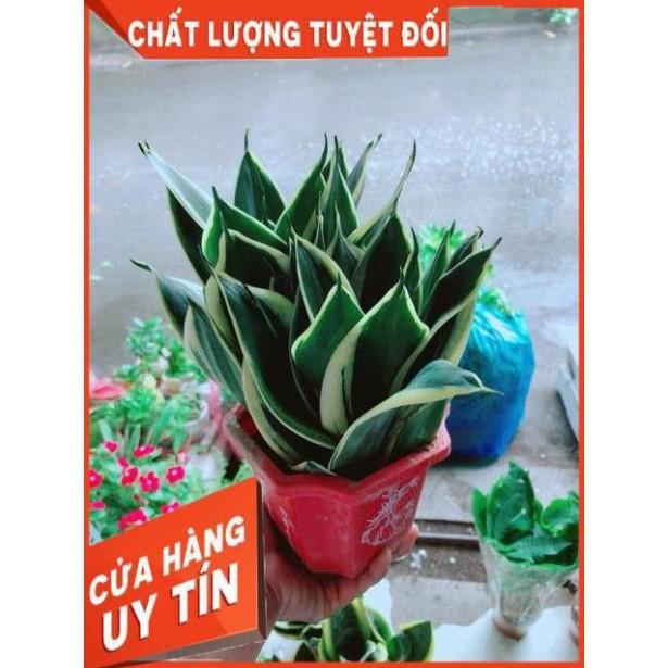 Chậu Lưỡi Hổ Thái Xanh