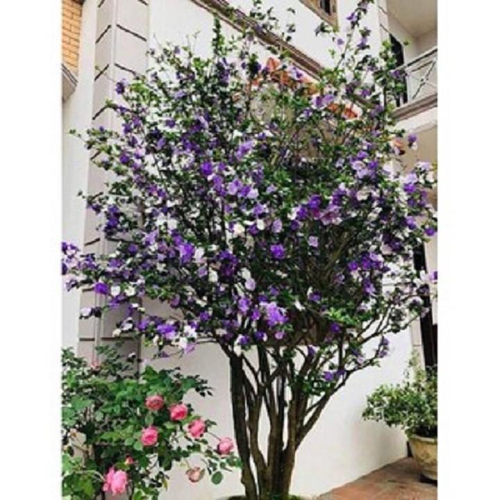CÂY GIỐNG HOA NHÀI NHẬT TÍM ĐỔI MÀU