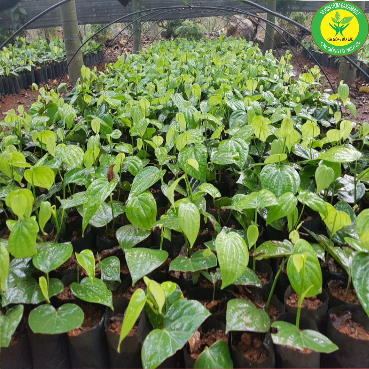 Giống tiêu Srilanka giống hồ tiêu năng suất cao nhất
