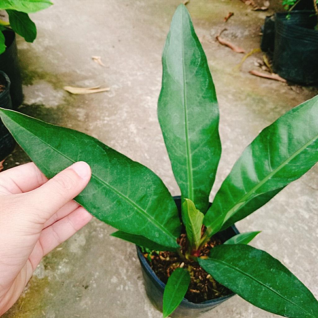 Cây Trầu Bà Đế Vương Ý - cây cảnh để bàn