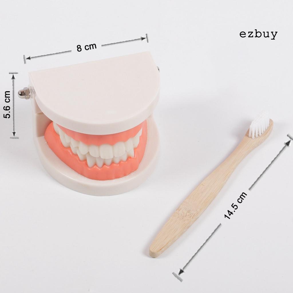 EY-1 Set Tooth Model Sturdy Structure High Simulated Reusable Dental Teaching Tooth Toothbrush Model for Child