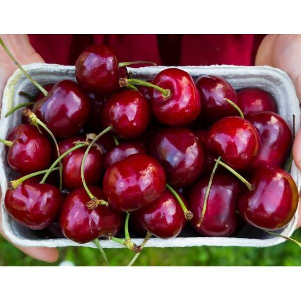 Cây giống CHERRY chịu nhiệt - Cây giống F1- hàng nhập khẩu