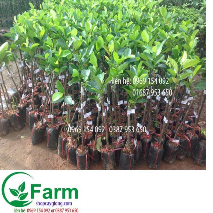 Cây mít nghệ tứ quý