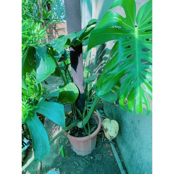 Trầu Bà Lá Sẻ Leo Cột