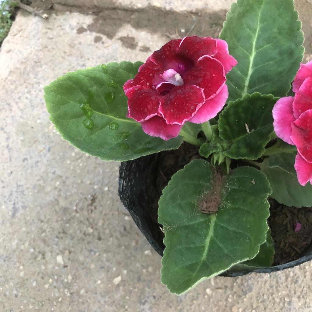 Cây hoa chuông tình yêu , Cao 15cm hoa nở bắt mắt màu sắc rực rỡ sức sống khỏe mang nhiều ý nghĩa