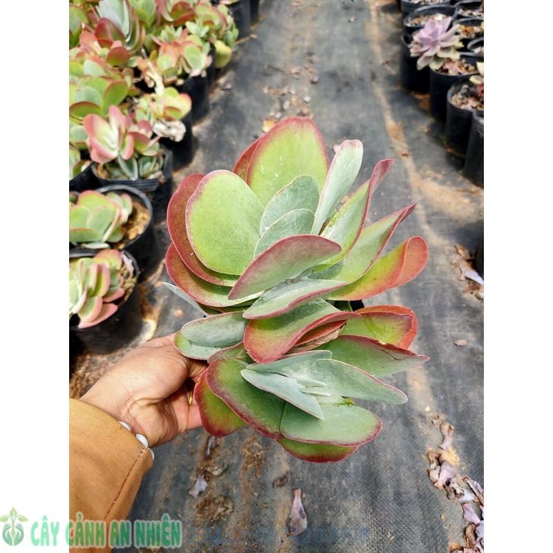 Sen Da Canh Buom Hang Lon