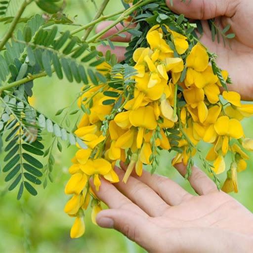 Hạt giống bông điên điển, đóng gói 1gr