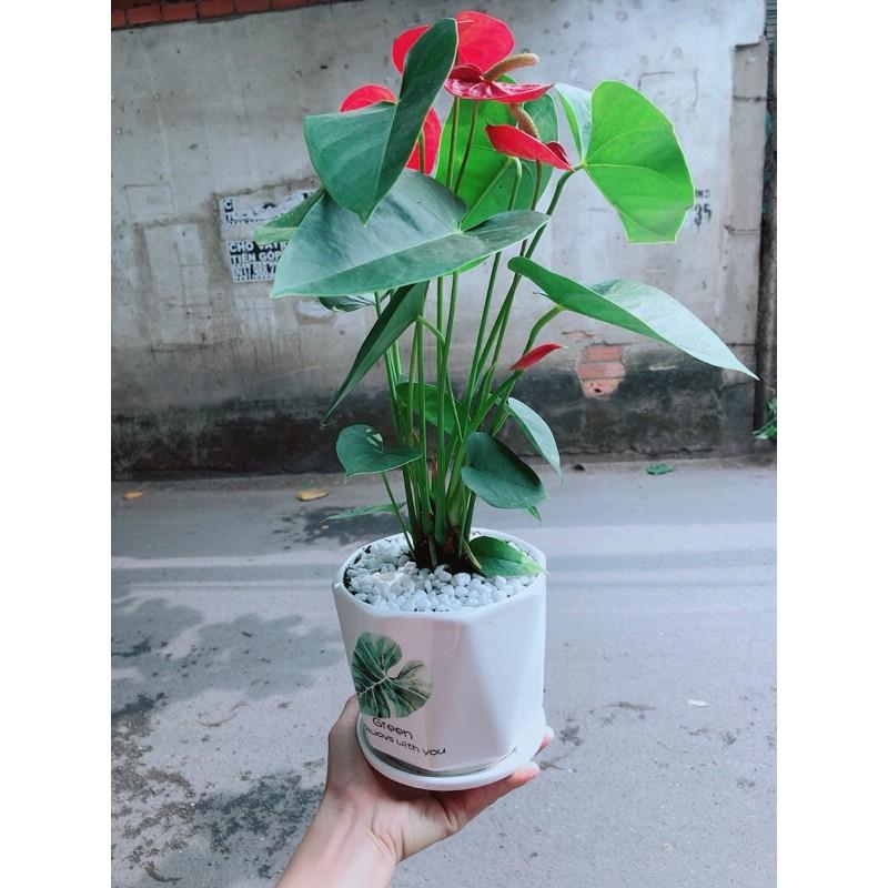 Chậu Cây Hồng Môn