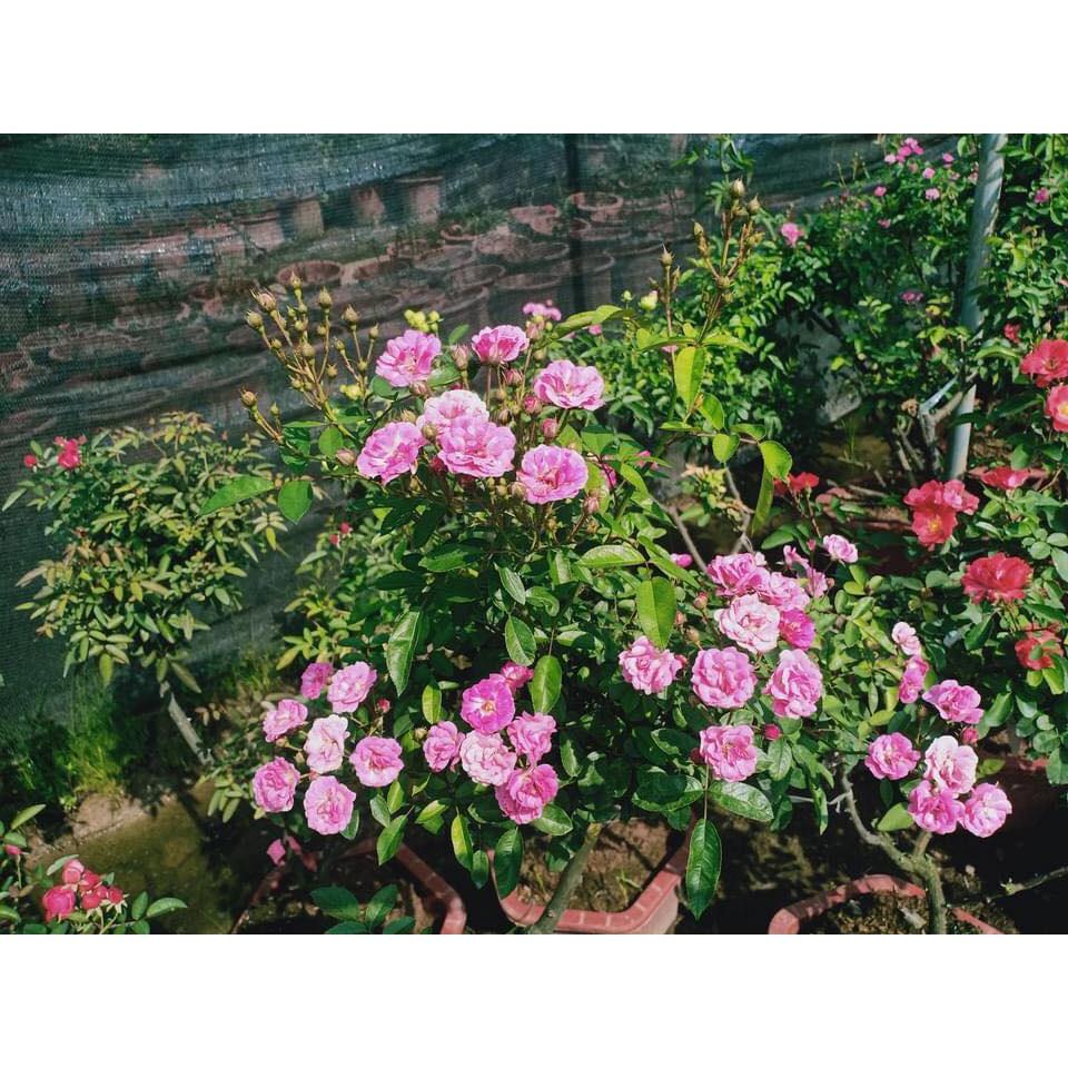 Hoa hồng thân gỗ dáng tree otto line cực đẹp,sai hoa