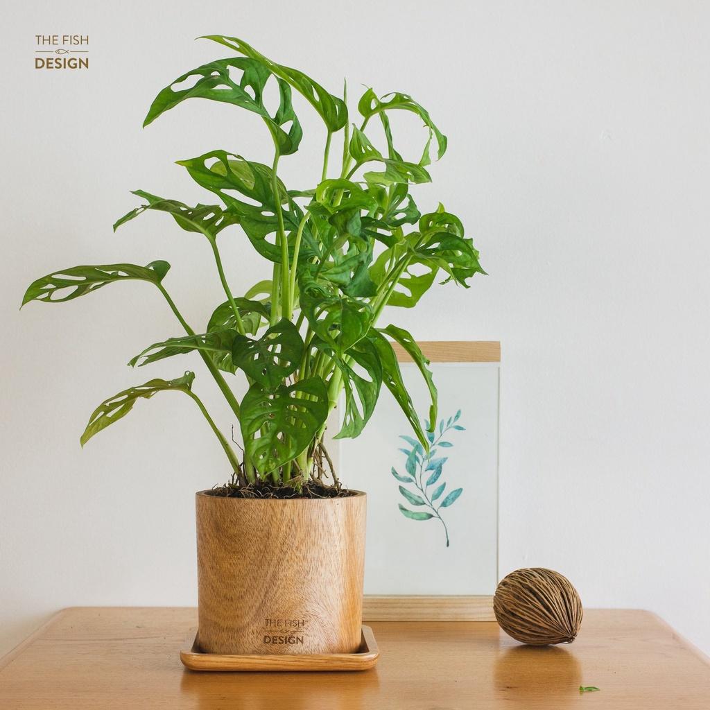 Chậu cây trầu bà lá lỗ | THE FISH DESIGN size L