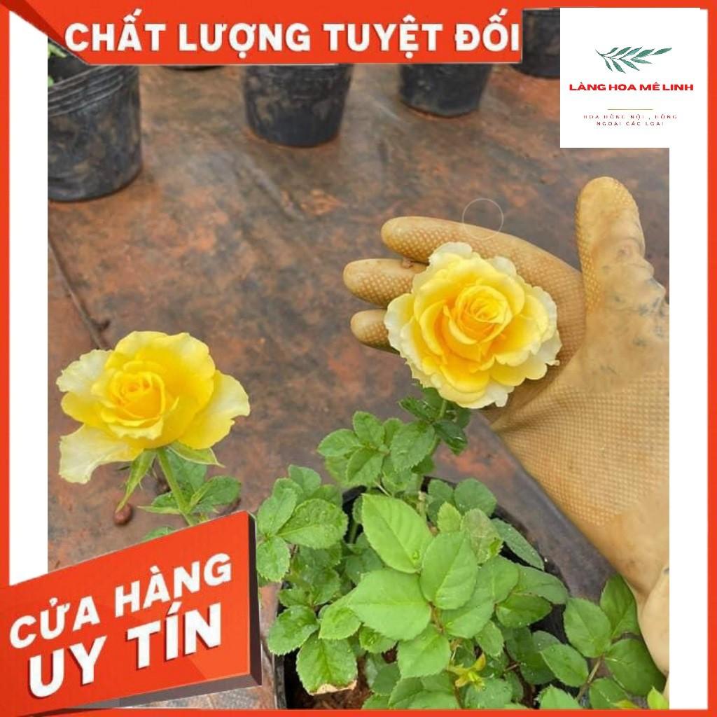 Hoa hồng ngoại Shell – Vẻ đẹp hấp dẫn trong những cánh hoa vàng rực rỡ