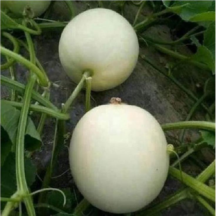 Combo 2 gói hạt giống dưa lê bạch tuyết dể trồng-gói 10 hạt/tặng kèm gói phân bón lót