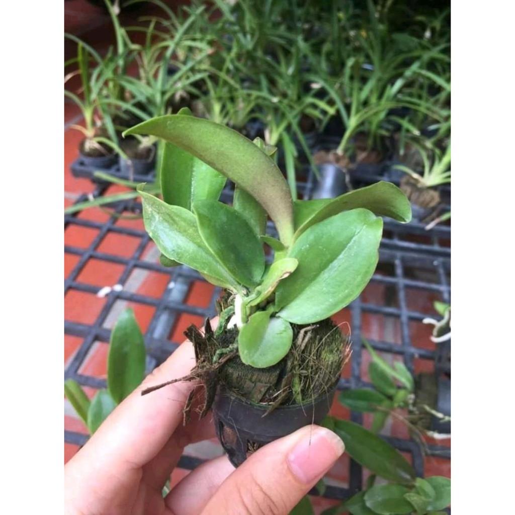 Cattleya cây giống