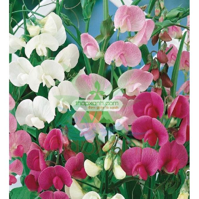 Hạt giống hoa đậu mix màu / gói 50 hạt