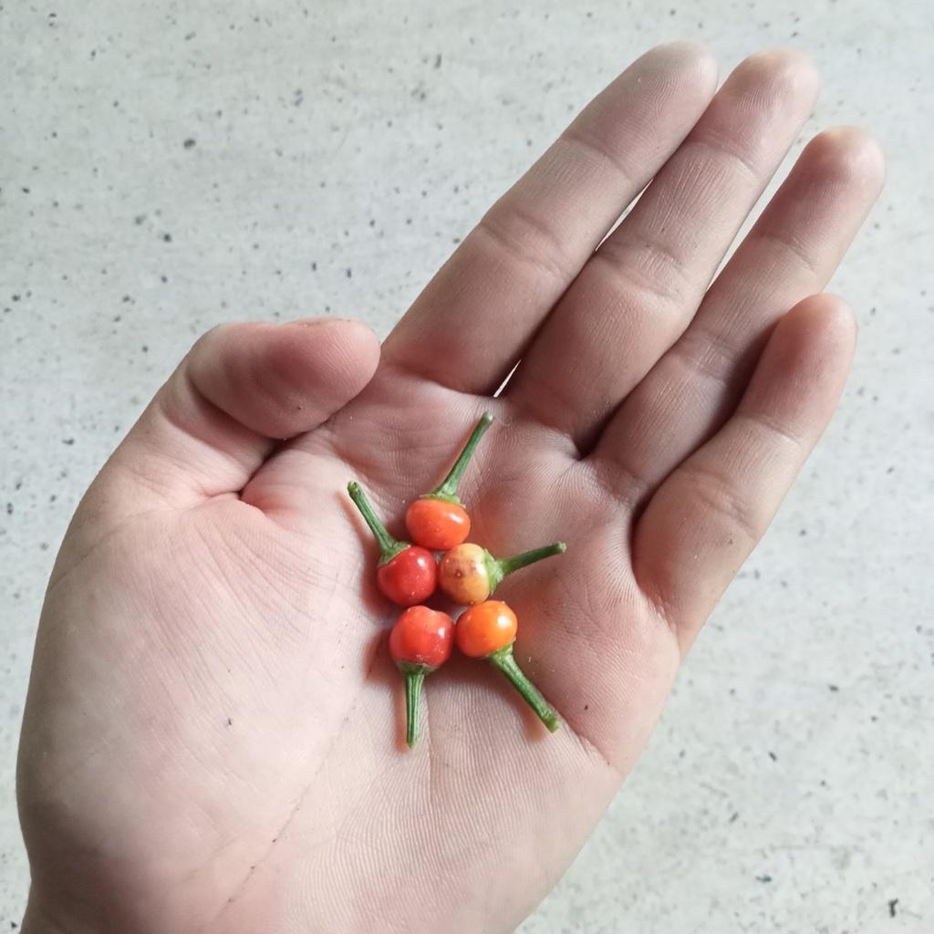10 Hạt Ớt Kiểng Quả Tròn