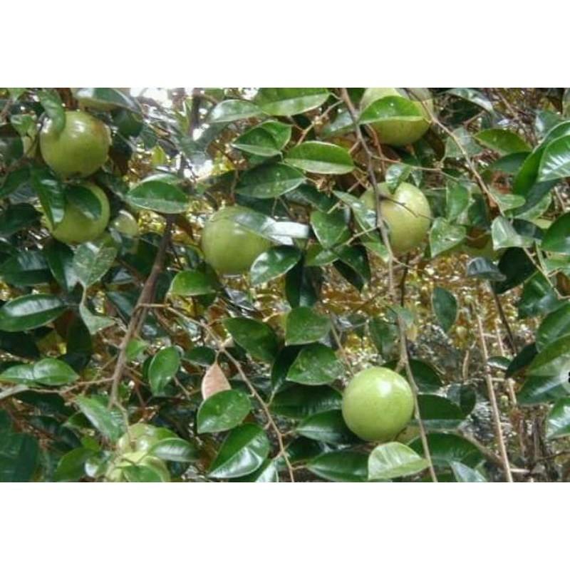 Cây giống vú sữa lò rèn